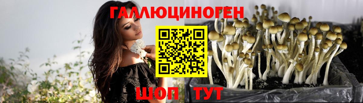 Псилоцибиновые грибы Psilocybine cubensis Ярославль
